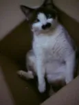 Xexéu Chaplin