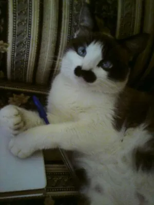 Gato raça Mestiço Siamês  idade 2 anos nome Xexéu Chaplin