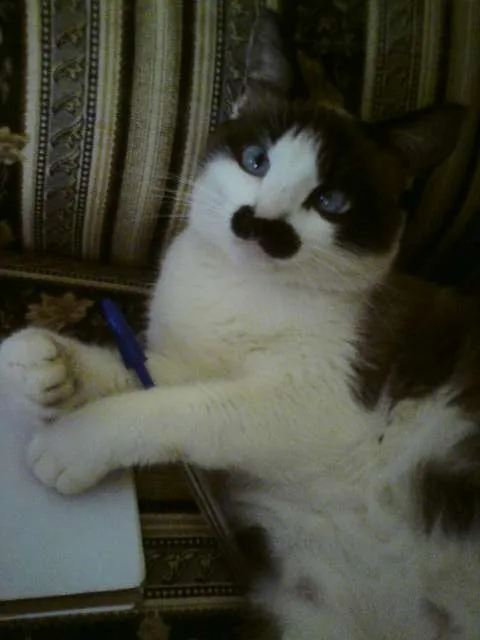 Gato ra a Mestiço Siamês  idade 2 anos nome Xexéu Chaplin