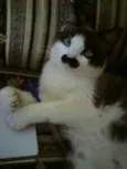 Xexéu Chaplin