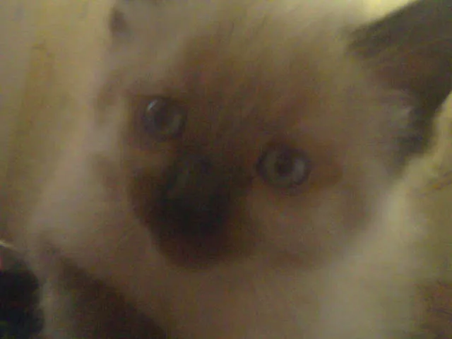 Gato ra a ciames idade 2 a 6 meses nome eles nao tem nomes.