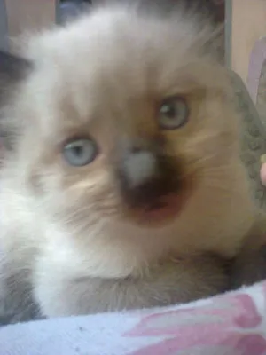 Gato raça ciames idade 2 a 6 meses nome eles nao tem nomes.