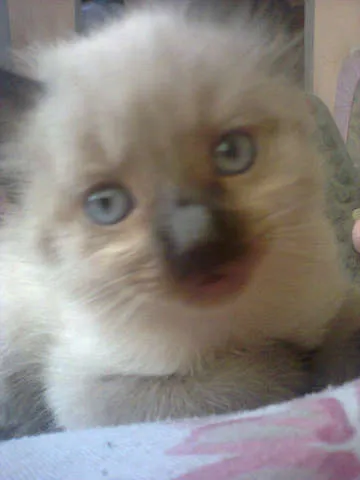 Gato ra a ciames idade 2 a 6 meses nome eles nao tem nomes.