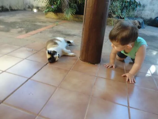 Gato ra a Mestiço Siamês  idade 2 anos nome Xexéu Chaplin