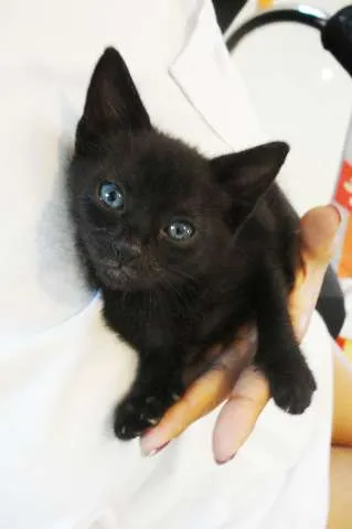 Gato ra a não tem  idade Abaixo de 2 meses nome Saci Pereira 