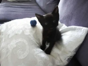 Gato raça não tem  idade Abaixo de 2 meses nome Saci Pereira 