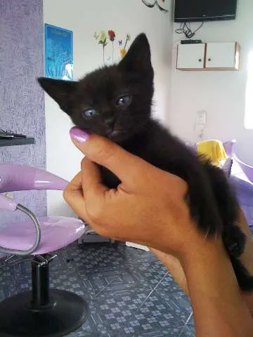 Gato ra a não tem  idade Abaixo de 2 meses nome Saci Pereira 