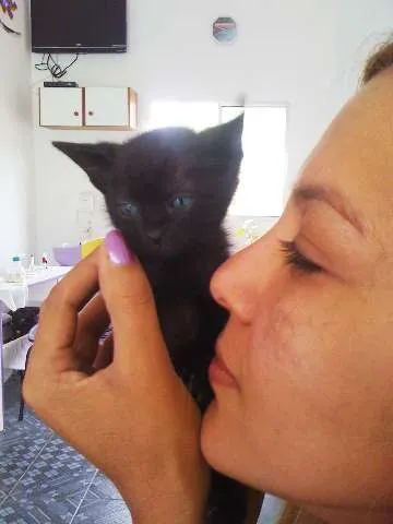 Gato ra a não tem  idade Abaixo de 2 meses nome Saci Pereira 