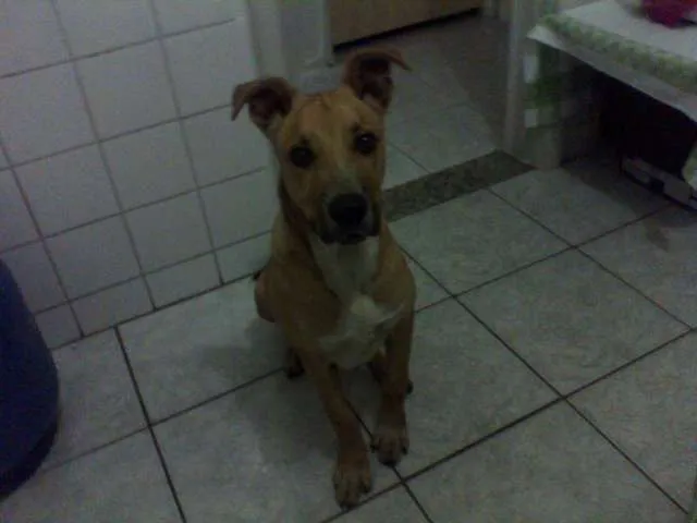 Cachorro ra a vira lata idade 2 a 6 meses nome Pity