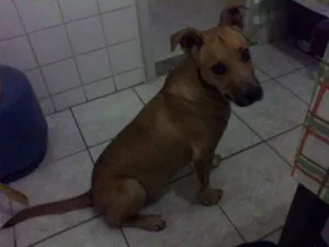 Cachorro raça vira lata idade 2 a 6 meses nome Pity