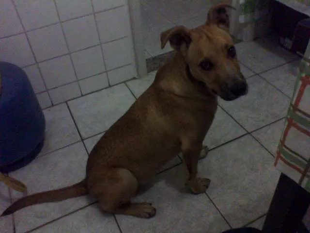 Cachorro ra a vira lata idade 2 a 6 meses nome Pity