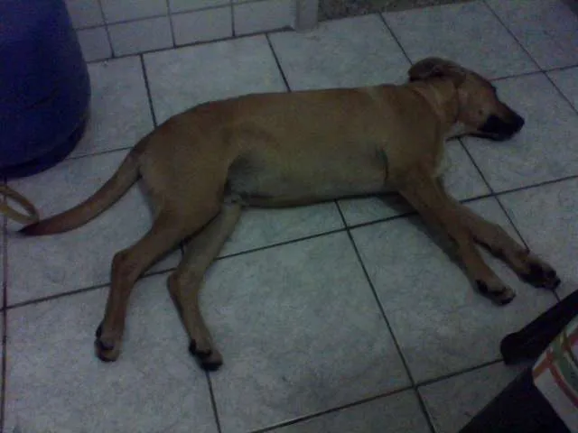 Cachorro ra a vira lata idade 2 a 6 meses nome Pity