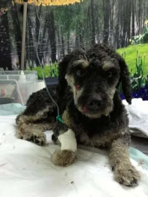 Cachorro raça Mistura de Poodle idade 2 anos nome Chico