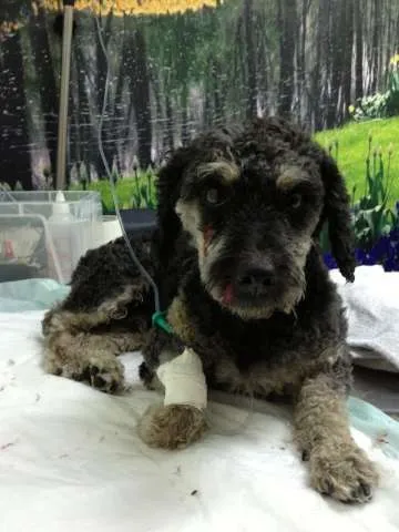 Cachorro ra a Mistura de Poodle idade 2 anos nome Chico