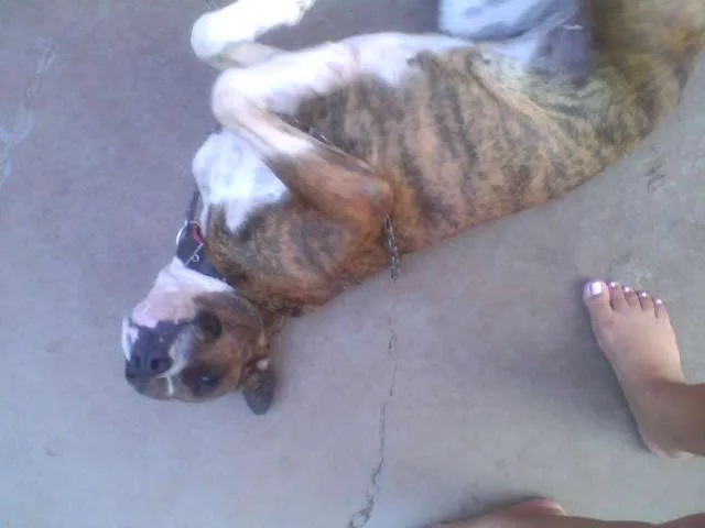 Cachorro ra a Boxer idade 2 anos nome Charlote