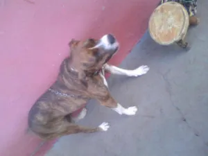 Cachorro raça Boxer idade 2 anos nome Charlote