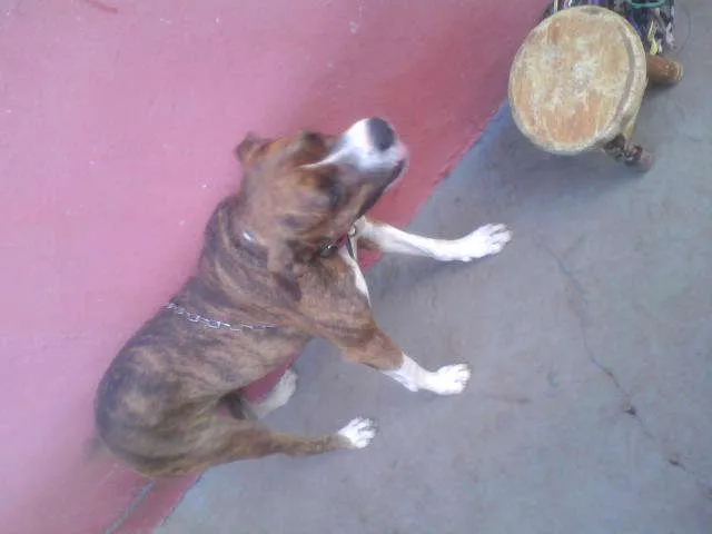 Cachorro ra a Boxer idade 2 anos nome Charlote