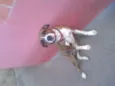 Charlote