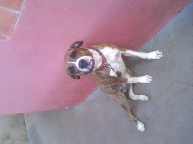 Cachorro ra a Boxer idade 2 anos nome Charlote