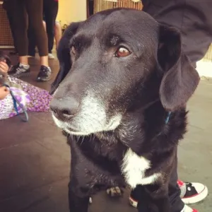 Cachorro raça SRD idade 6 ou mais anos nome Bob