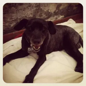 Cachorro raça SRD idade 5 anos nome Bob