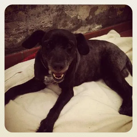 Cachorro ra a SRD idade 5 anos nome Bob