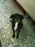 Bob
