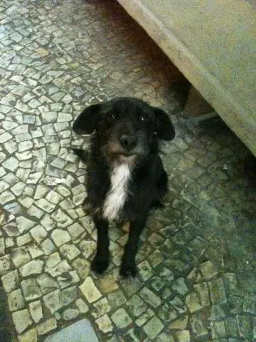 Cachorro ra a SRD idade 5 anos nome Bob