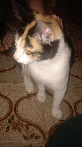 Gato raça SRD idade 2 a 6 meses nome Trika