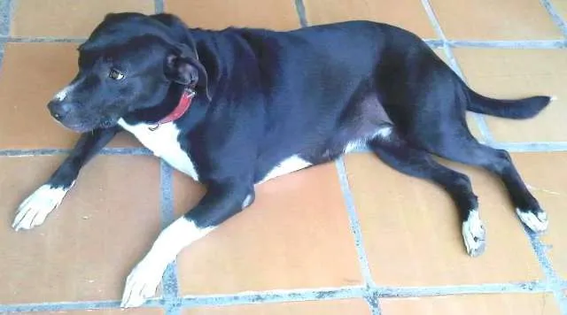Cachorro ra a SRD idade 6 ou mais anos nome LUANA