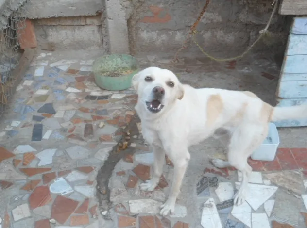 Cachorro ra a SRD idade 2 anos nome Sem nome