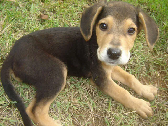 Cachorro ra a Pastor Alemão idade Abaixo de 2 meses nome Filhotes