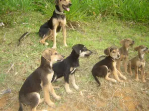 Cachorro raça Pastor Alemão idade Abaixo de 2 meses nome Filhotes