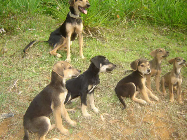 Cachorro ra a Pastor Alemão idade Abaixo de 2 meses nome Filhotes