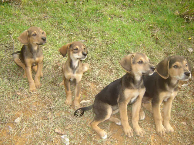 Cachorro ra a Pastor Alemão idade Abaixo de 2 meses nome Filhotes