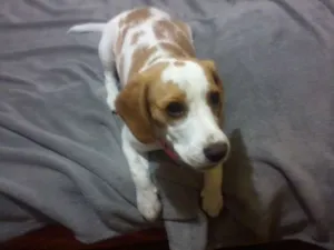 Cachorro raça beagle idade 7 a 11 meses nome Luma