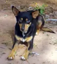 CÃEZINHOS PARA ADOÇÃO