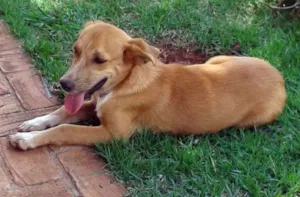 Cachorro raça SRD idade  nome CÃEZINHOS PARA ADOÇÃO