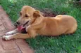 CÃEZINHOS PARA ADOÇÃO