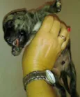 CÃEZINHOS PARA ADOÇÃO