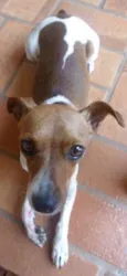MEL