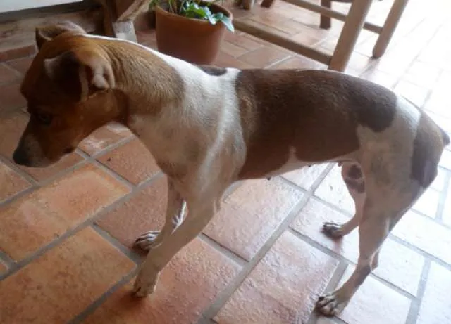 Cachorro ra a Fox Paulistinha idade  nome MEL 