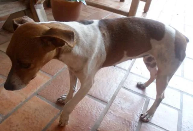 Cachorro ra a Fox Paulistinha idade  nome MEL 