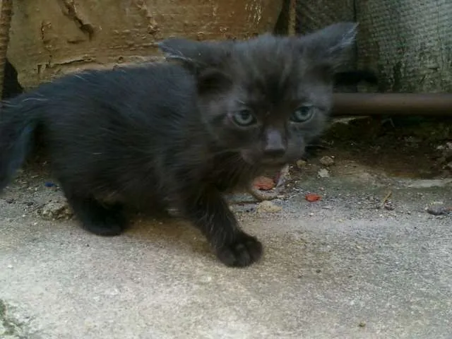 Gato ra a SRD idade Abaixo de 2 meses nome Faísca e Fumaça