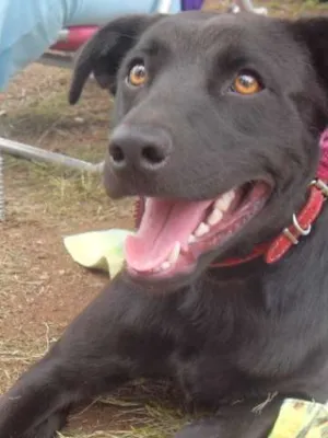 Cachorro raça SRD idade 7 a 11 meses nome Scooby