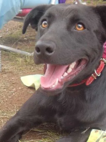 Cachorro ra a SRD idade 7 a 11 meses nome Scooby