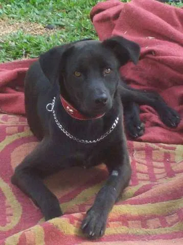 Cachorro ra a SRD idade 7 a 11 meses nome Scooby