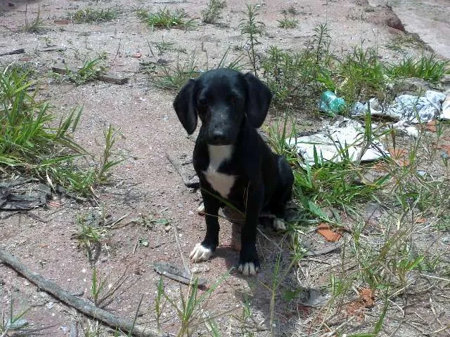 Cachorro ra a vira lata idade 2 a 6 meses nome sem