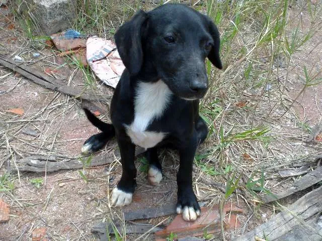 Cachorro ra a vira lata idade 2 a 6 meses nome sem