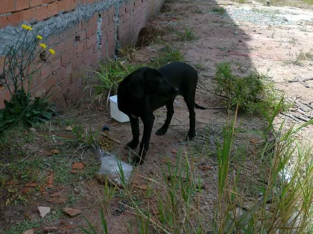 Cachorro ra a vira lata idade 2 a 6 meses nome sem